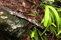 Commelina lanceolata