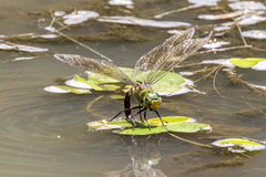 Anax gibbosulus