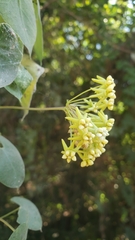 Funastrum bilobum
