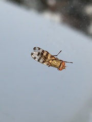 Ceroxys