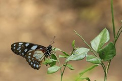Graphium leonidas