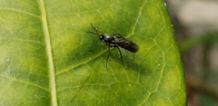 Mycetophilidae