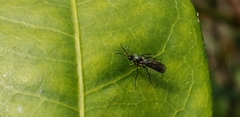 Mycetophilidae