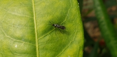 Mycetophilidae