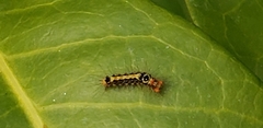 Nygmiini