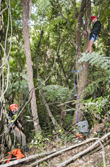 Metrosideros bartlettii