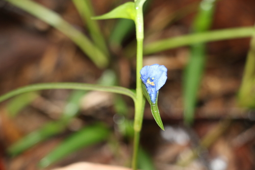 Commelina lanceolata (Commelina lanceolata)