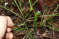 Commelina lanceolata