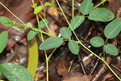 Oxytes brachypoda