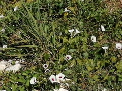 Ipomoea anisomeres