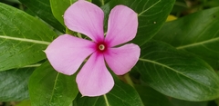 Catharanthus roseus