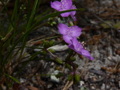 Callisia graminea