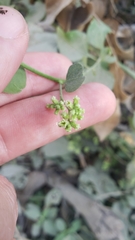 Salpianthus purpurascens