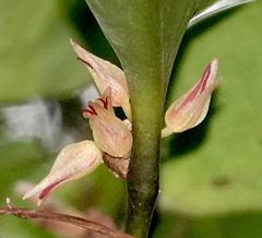 Pleurothallis crescentilabia