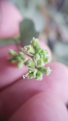 Salpianthus purpurascens