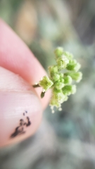 Salpianthus purpurascens