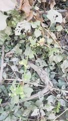 Salpianthus purpurascens