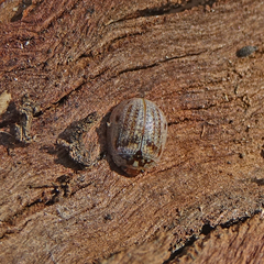 Paropsisterna m-fuscum