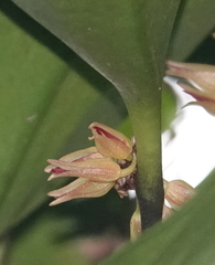 Pleurothallis crescentilabia
