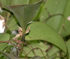 Pleurothallis crescentilabia
