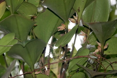 Pleurothallis crescentilabia