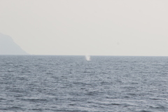 Eschrichtius robustus