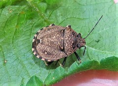 Platycoris bipunctatus