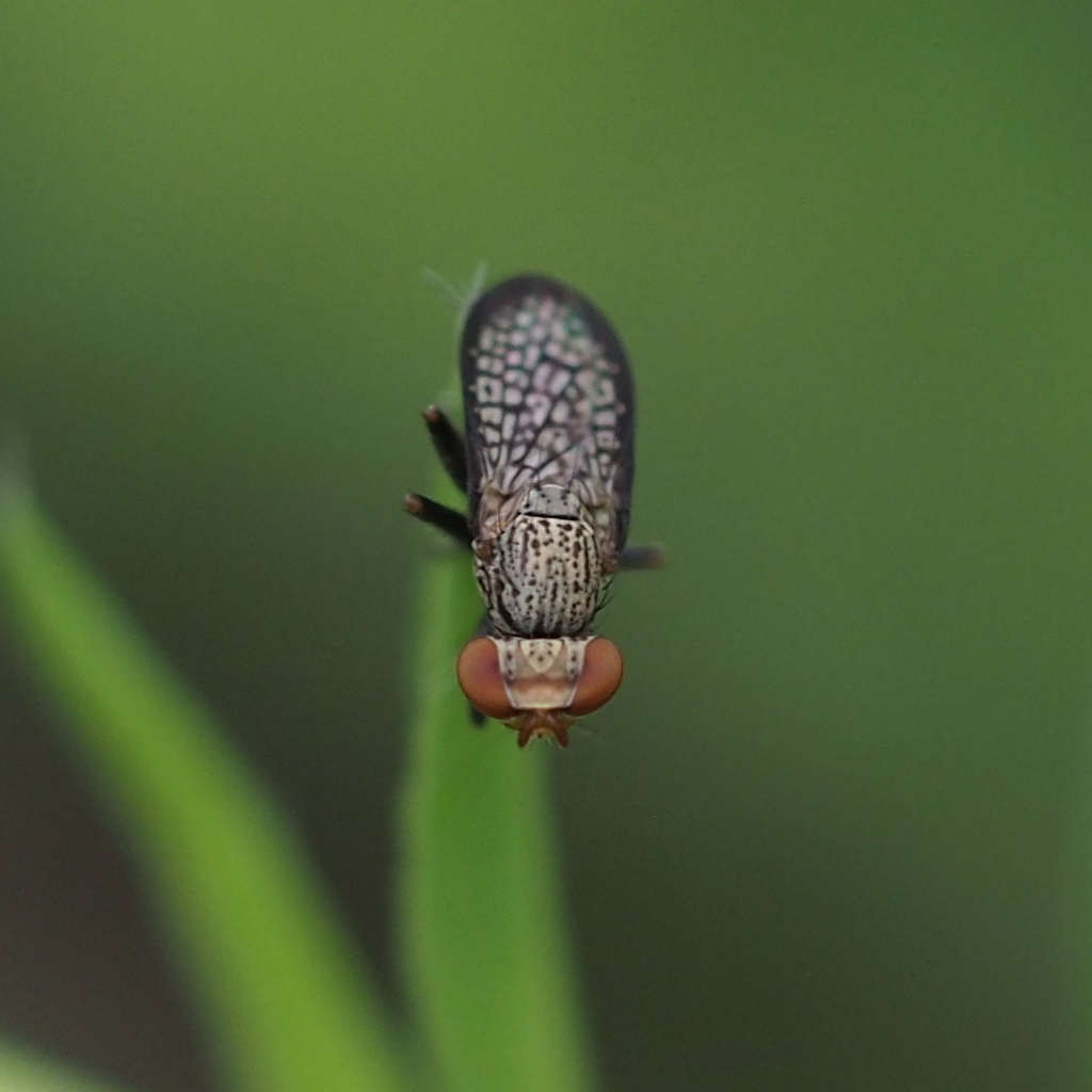 Pherbellia limbata