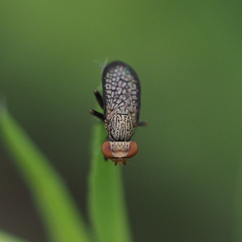 Pherbellia limbata