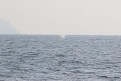 Eschrichtius robustus