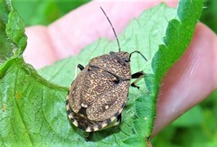 Platycoris bipunctatus