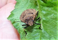 Platycoris bipunctatus