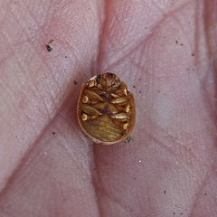 Paropsisterna m-fuscum