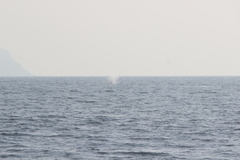 Eschrichtius robustus