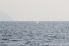 Eschrichtius robustus