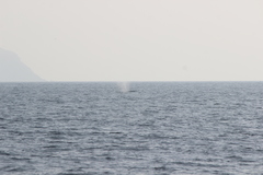 Eschrichtius robustus