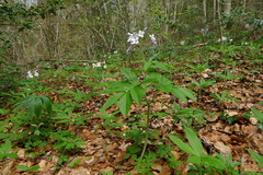 Cardamine heptaphylla