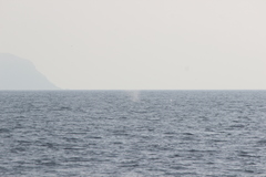 Eschrichtius robustus