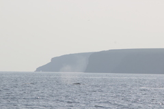 Eschrichtius robustus