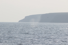 Eschrichtius robustus