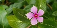 Catharanthus roseus