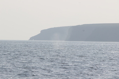 Eschrichtius robustus