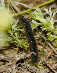 Eriogaster lanestris