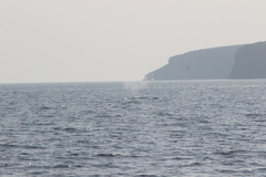 Eschrichtius robustus