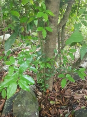 Cryptocarya bidwillii