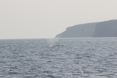 Eschrichtius robustus