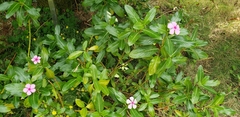 Catharanthus roseus