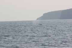 Eschrichtius robustus