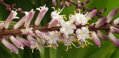 Cordyline