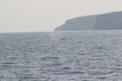 Eschrichtius robustus